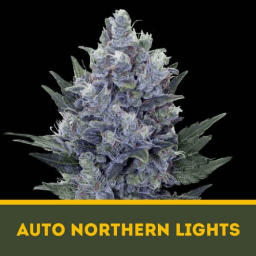 AUTO NORTHERN LIGTHS