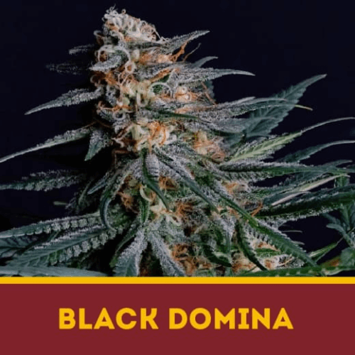 BLACK DOMINA