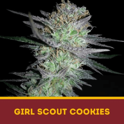 GIRL SCOUT COOKIES 