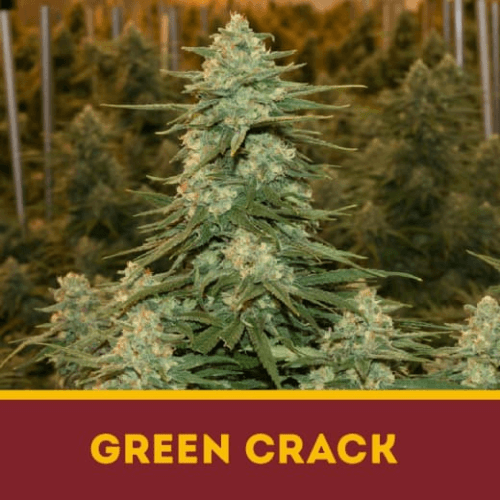 GREEN CRACK 