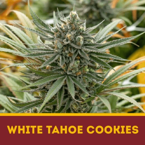WHITE TAHOE COOKIES