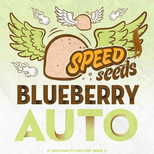 Auto Blueberry Feminised