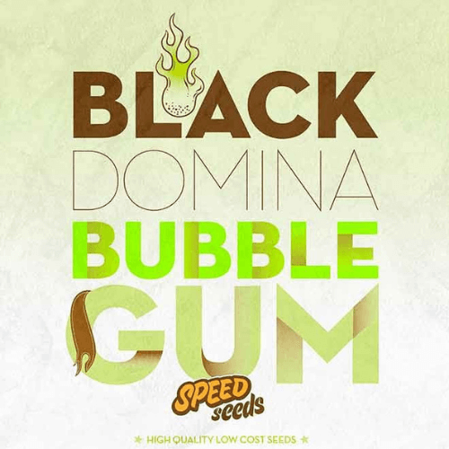Black domina x bubble Gum Feminised