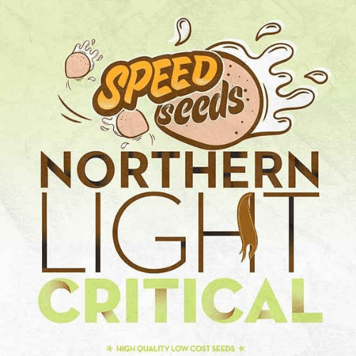 Northern Light x Critical Feminised