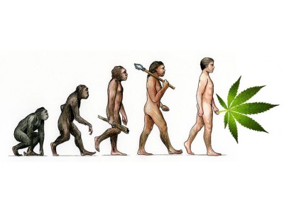 Еволюція марихуани