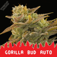 Gorilla bud Auto