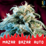 Насіння коноплі Mazar Bazar Auto Fem 