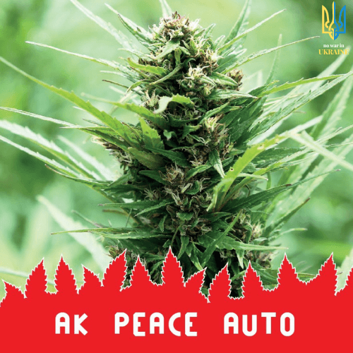 AK Peace Auto