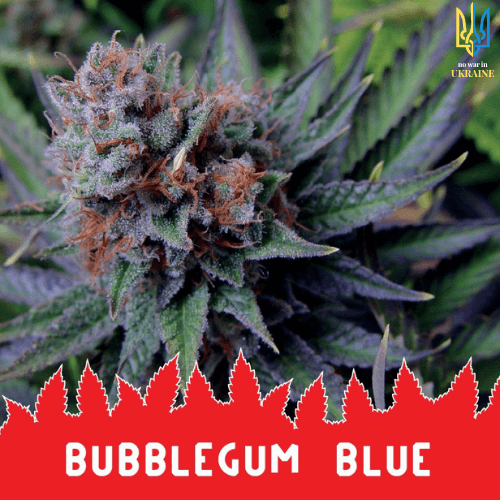 Bubblegum Blue