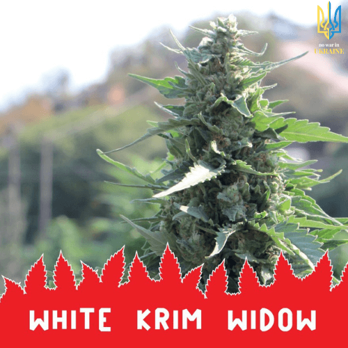 White Krim Widow