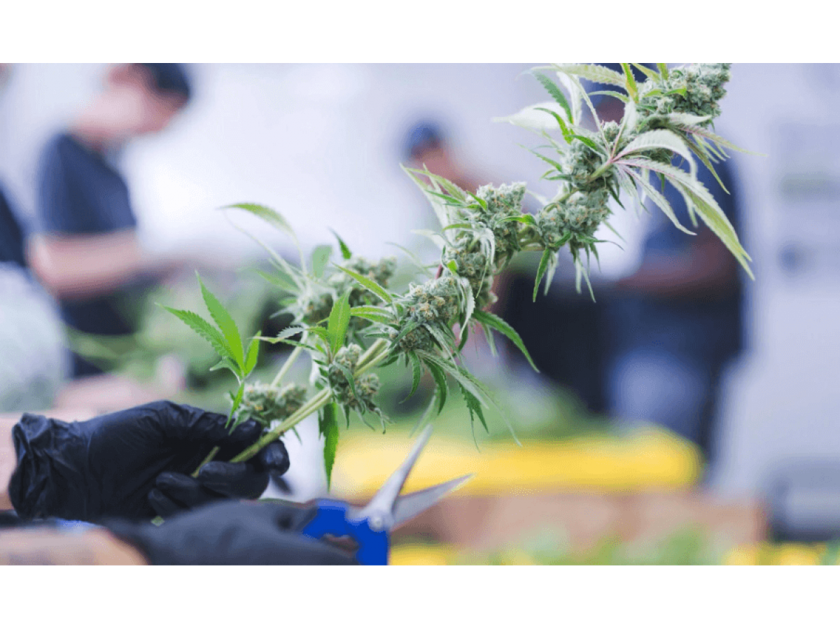 How to trim buds cannabis