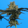 White Widow Auto Fem cannabis seeds