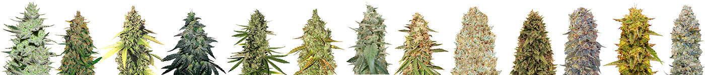 насіння конопель та марихуани